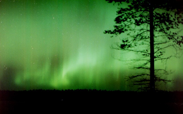 polli02.jpg (52396 Byte)